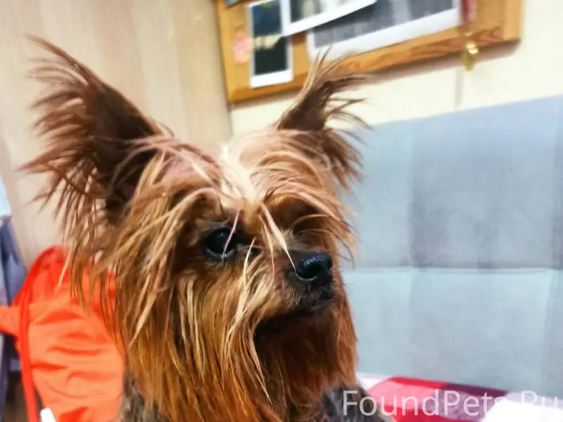 Найден кобель, пересечение Ириновского проспекта и улицы Потапова