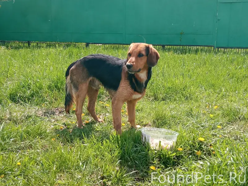 Пропал пес, 9-й километр, Краснодар