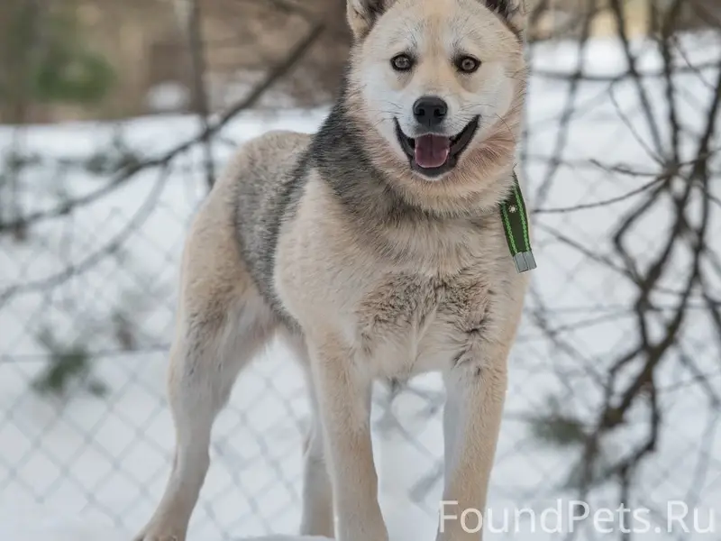 Пропала собака Умка, Наро-Фоминск