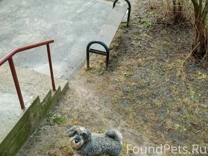 Найдена собака, посёлок Красная Слобода