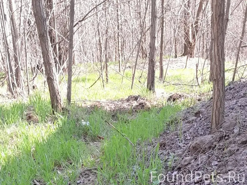 Пропала кошка Муха, Воронежская область