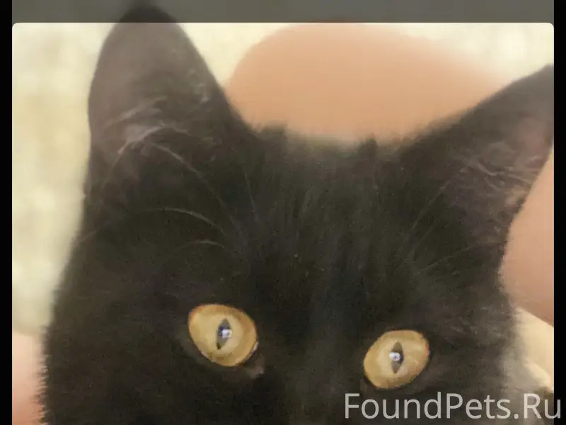 Пропал кот Вася, Автозавод