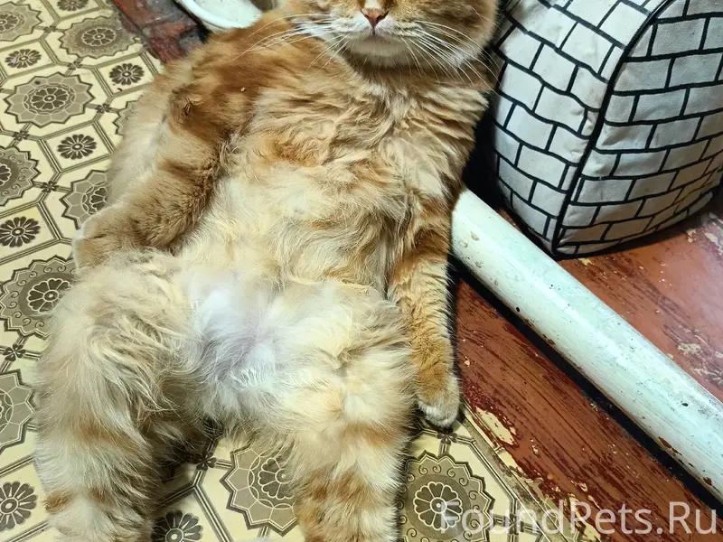 Пропал кот Яша, центр города