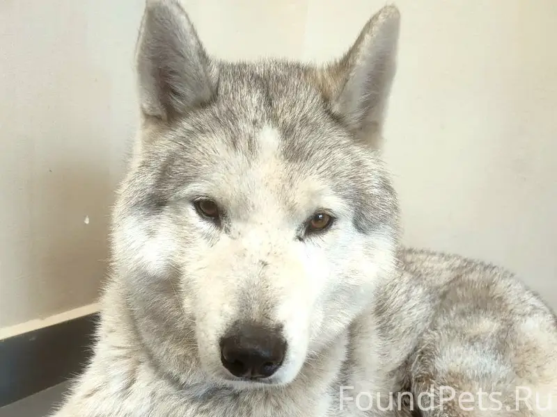 Найден хаски, Мытищи, у театра «Фэст»