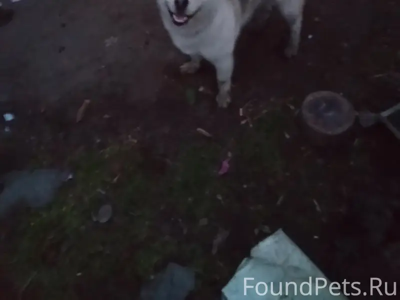 Найден тип собака, без информации о месте