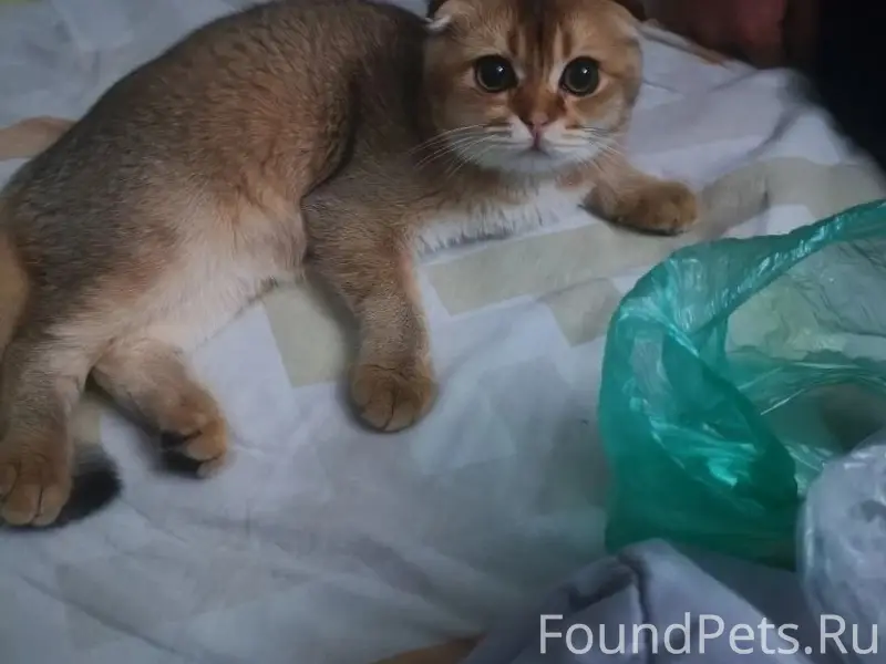 Пропал котёнок, Букинское шоссе