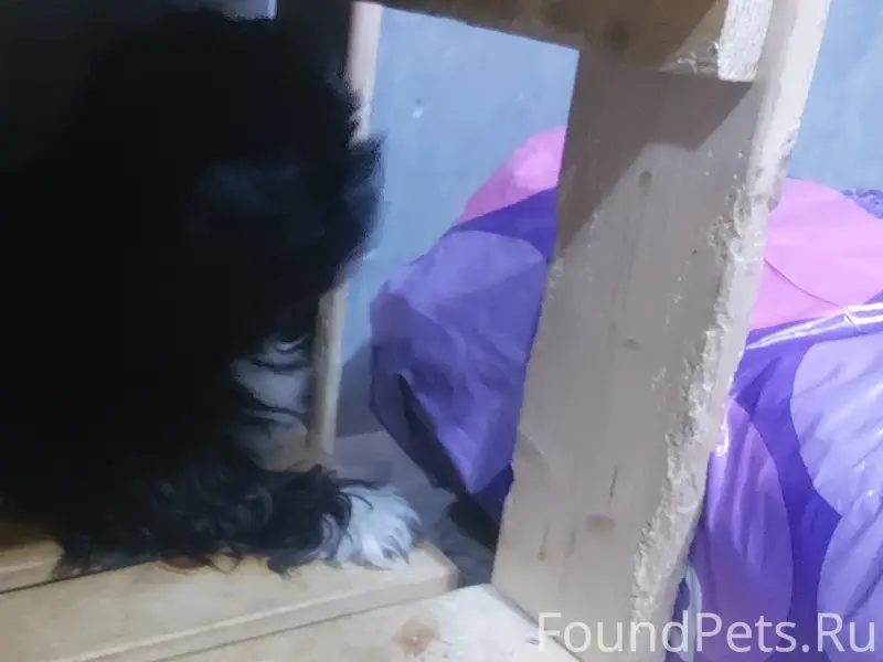 Пропала собака