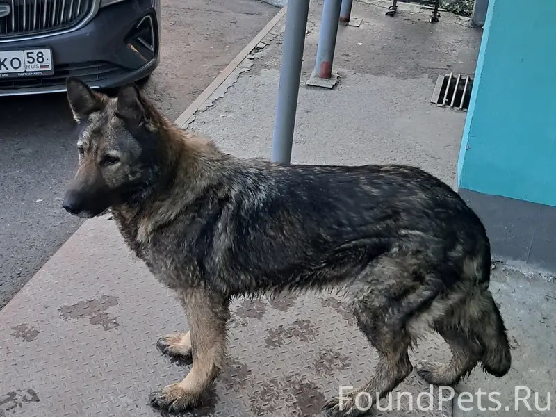Найденна овчарка, район Окружной