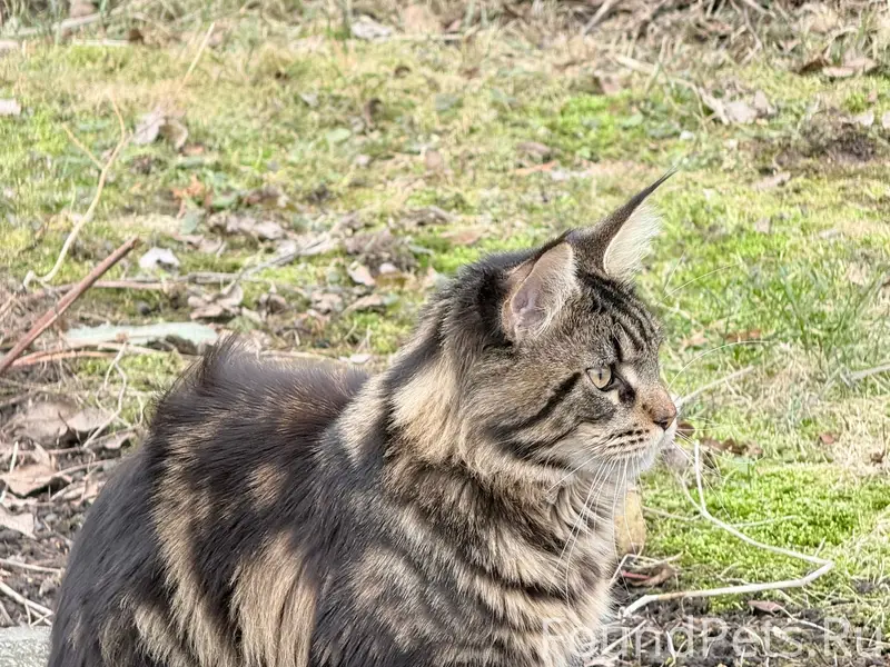Пропал Мейн-кун Тай, Школьная/Новгородская