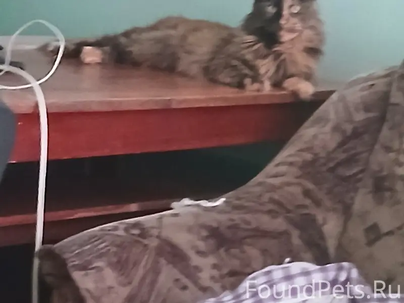 Пропала кошка, парк Семейный, Машгородок