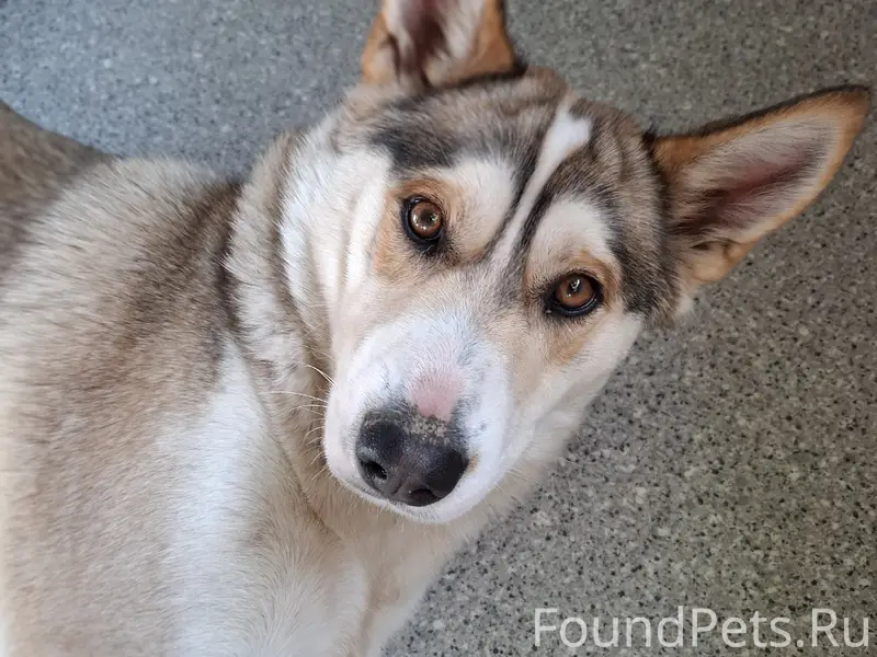 Пропала лайка, г. Симферополь, с. Заречное