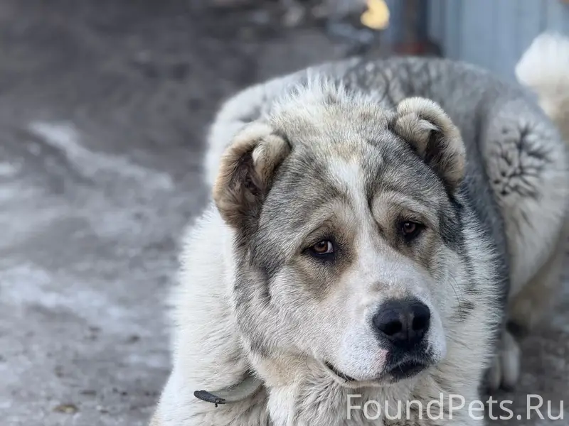 Пропал Бик, большая собака, Тольятти