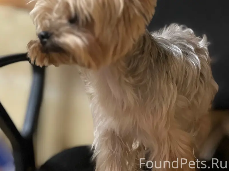 Найден мальчик-собака, 13 микрорайон