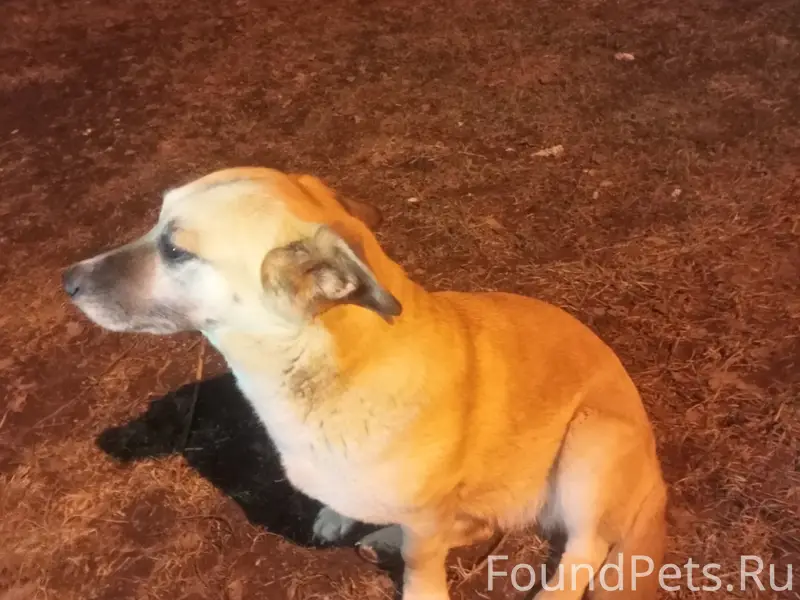 Найдена собака метис корги, д. Взметьево