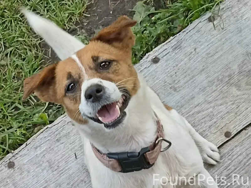 Пропала девочка джек рассел терьер, район Чкалова, 66