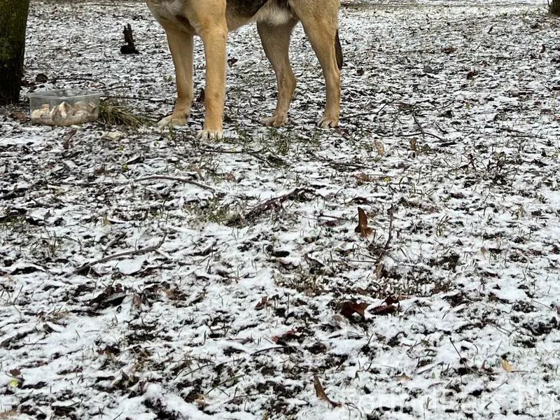 Пропала собака, Серпухов, район Ивановские дворики