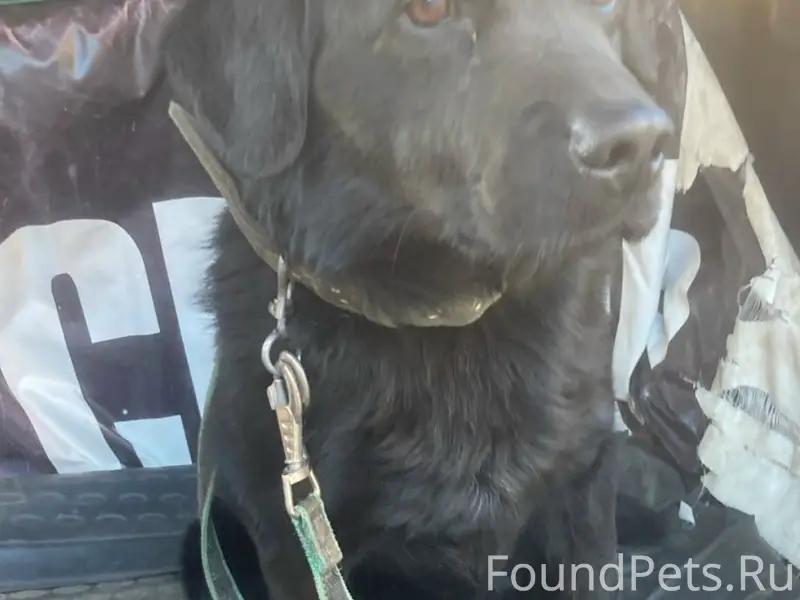 Найден пёс, Юкки