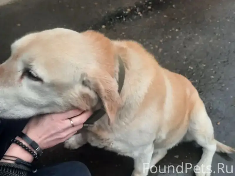 Найден лабрадор, Тенишевой, 33