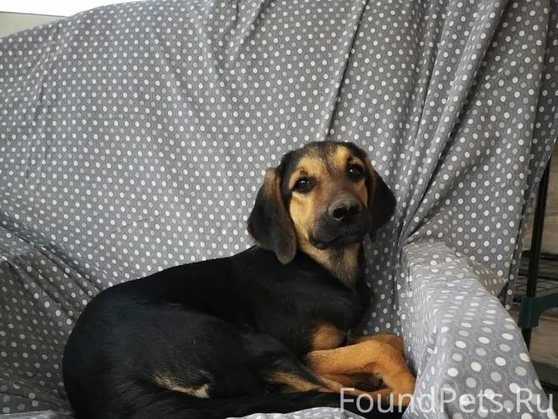 Пропала собака Лада, Д. Семеновское