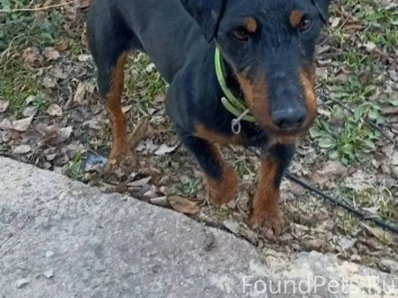 Найден пёс, СНТ Метеоролог, Боровский район