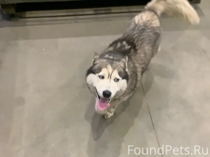 Найден хаски, район Николая Короткова