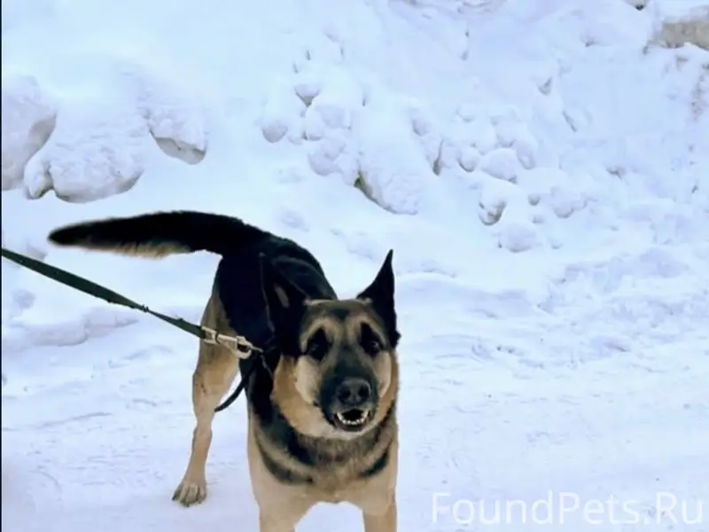 Найден пёс, Калининский район