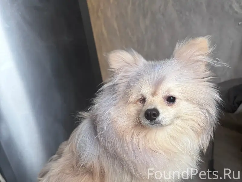 Пропал пёс Миша, Заречье