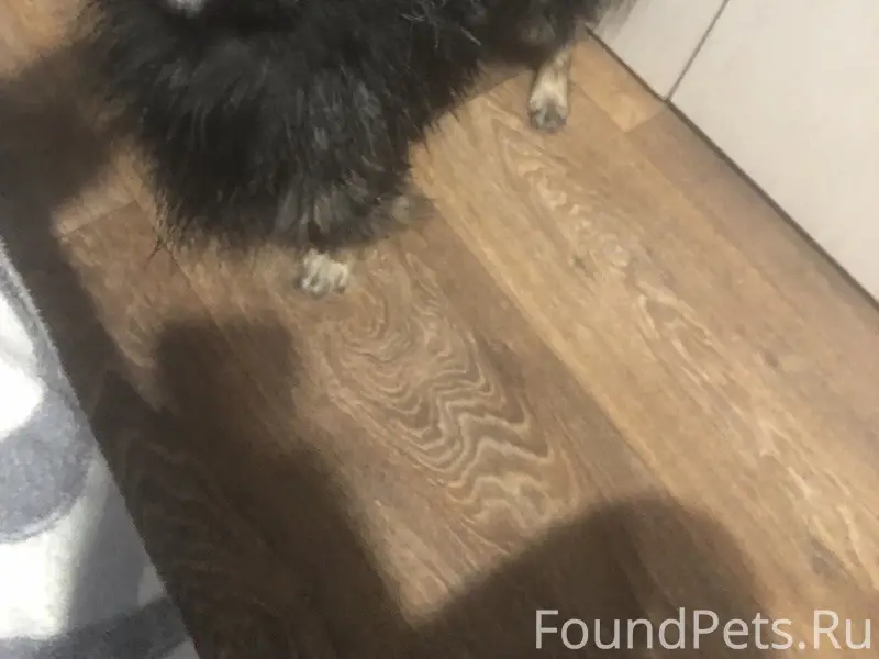 Найден пёс, Симферополь, ул. 60 лет Октября