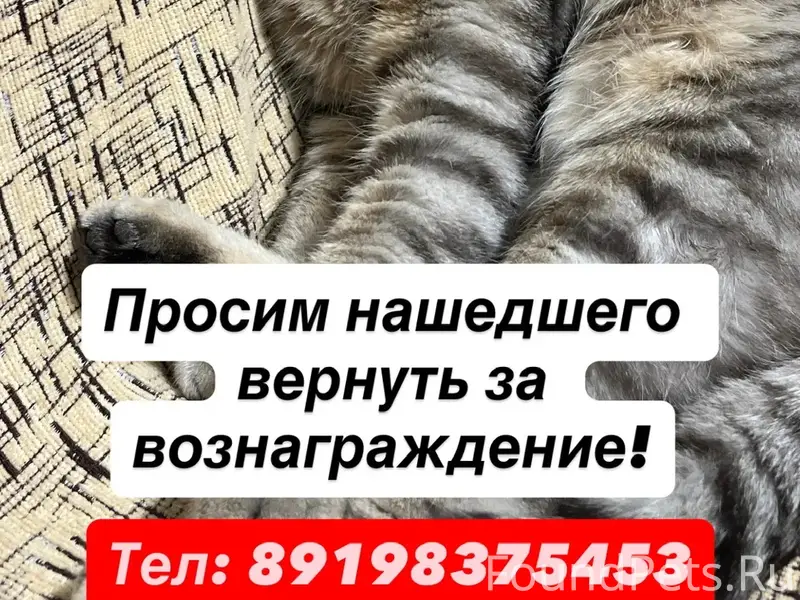 Пропал кот по кличке Тайсон