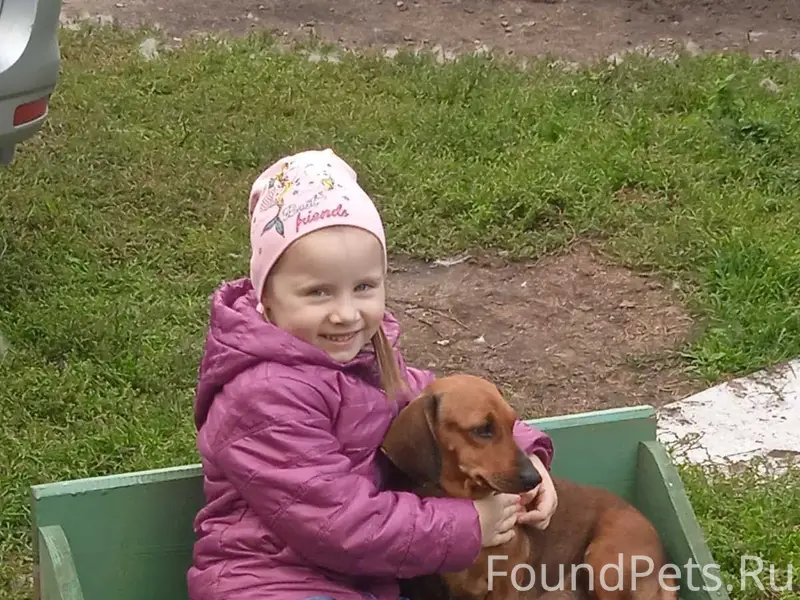 Пропала такса Яся, Красноперекопский район, Ярославль