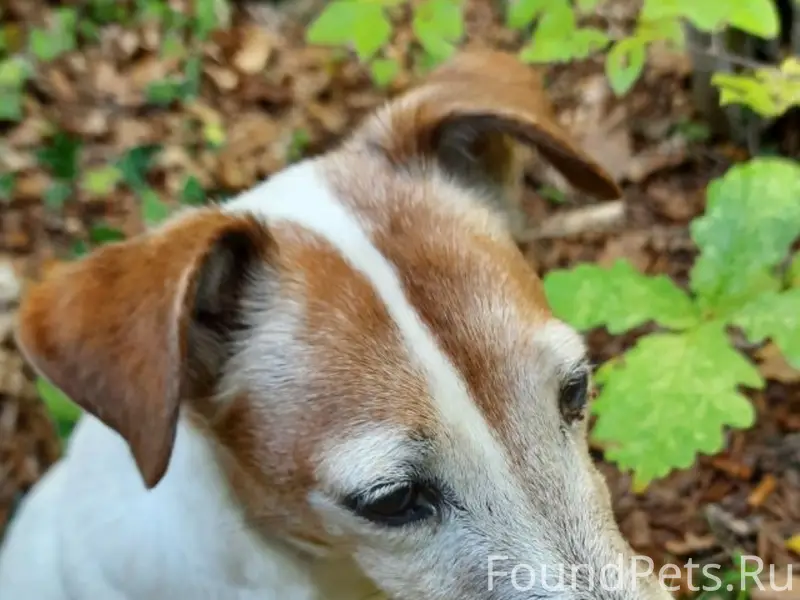 Пропала собака!!!