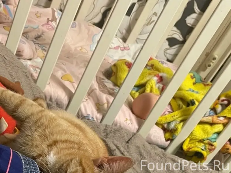 Пропал рыжий кот Рыжик