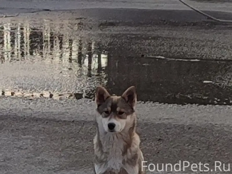 Пропала собака, жд часть