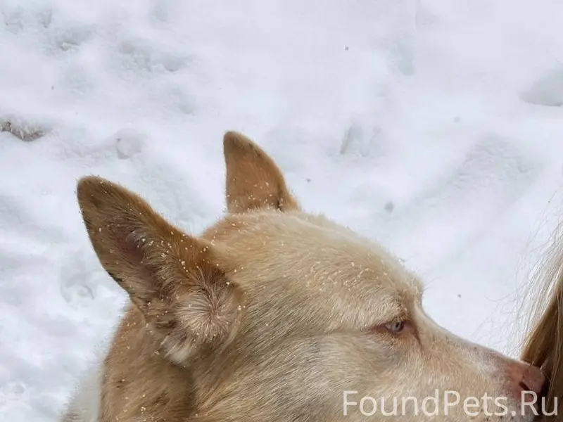 Пропал пёс с разными глазами, Челябинск