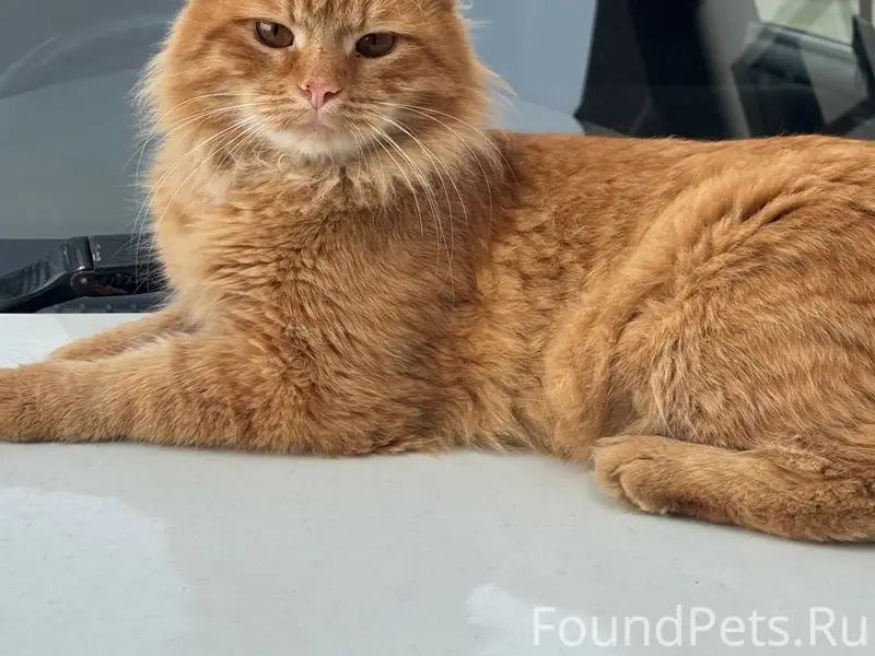 Пропал рыжий котик, Мамайка