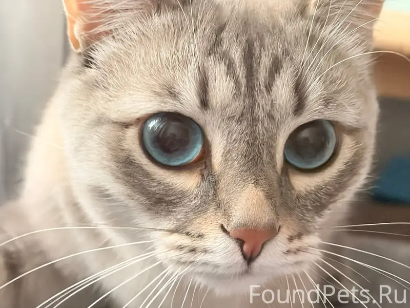 Пропал кот Барсик, Туймазы