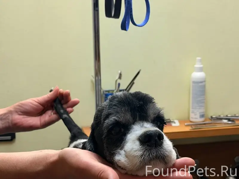 Пропала Кокер спаниель, район цемзавода