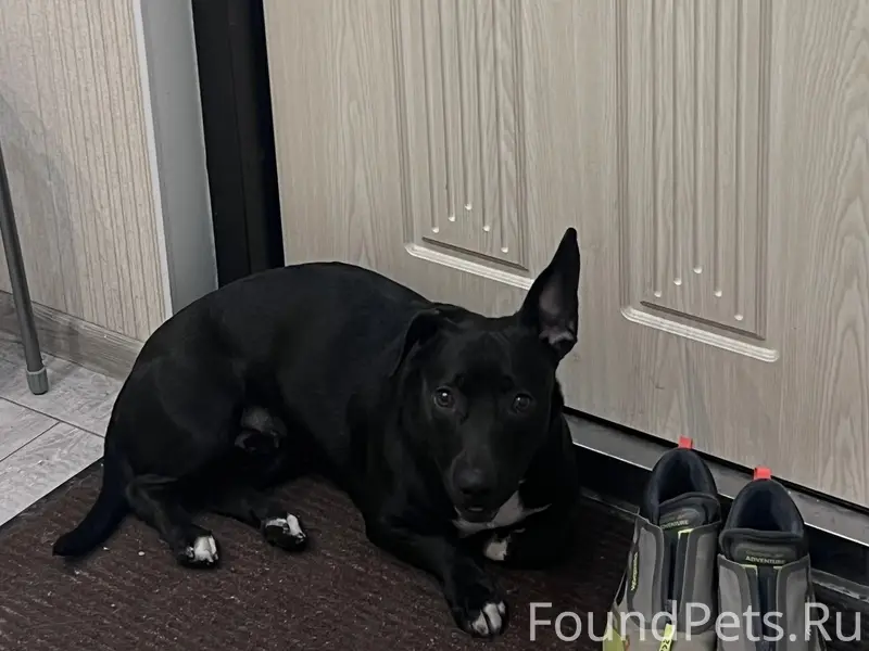 Найден метис питбуля, пр. Просвещения