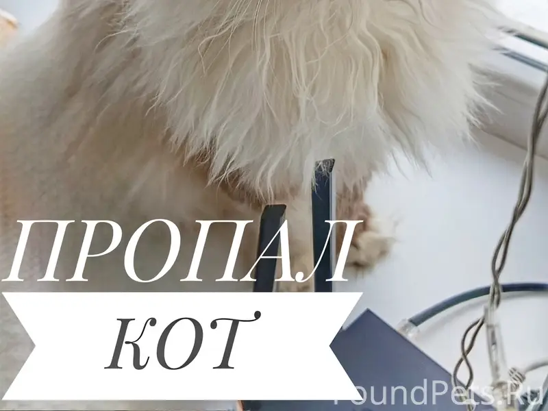 Пропал кот, район Черёмушки