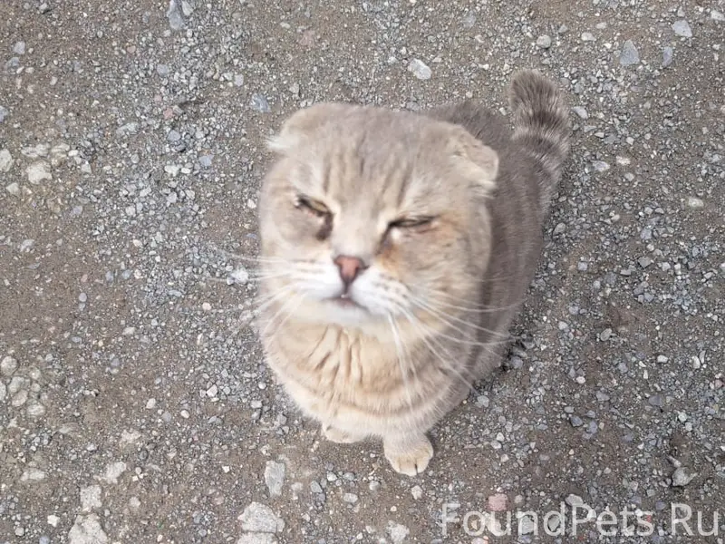 Пропала кошка!