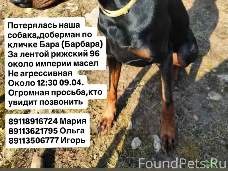 Пропала собака