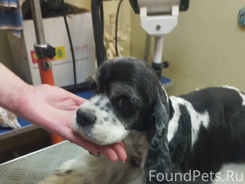 Пропала собака кокер спаниель, район цем завод