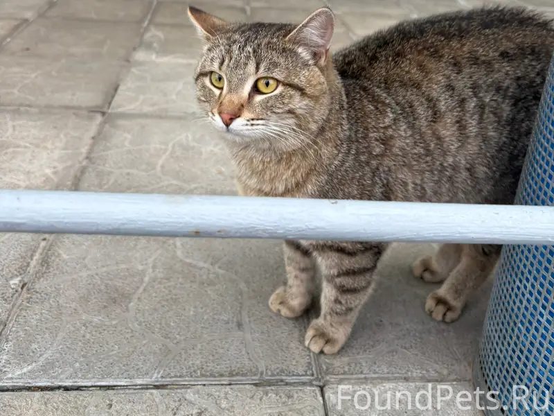 Найден кот, район Сююмбике 61