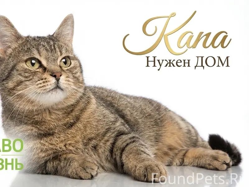 Найдена британская кошка Капа, Воронеж