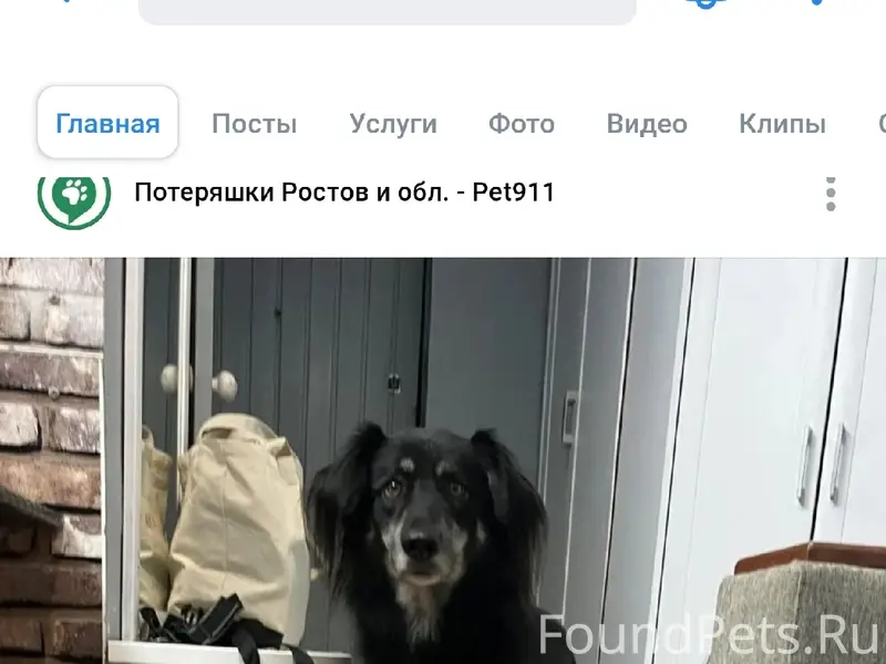 Пропала собака Дея, Миллерово