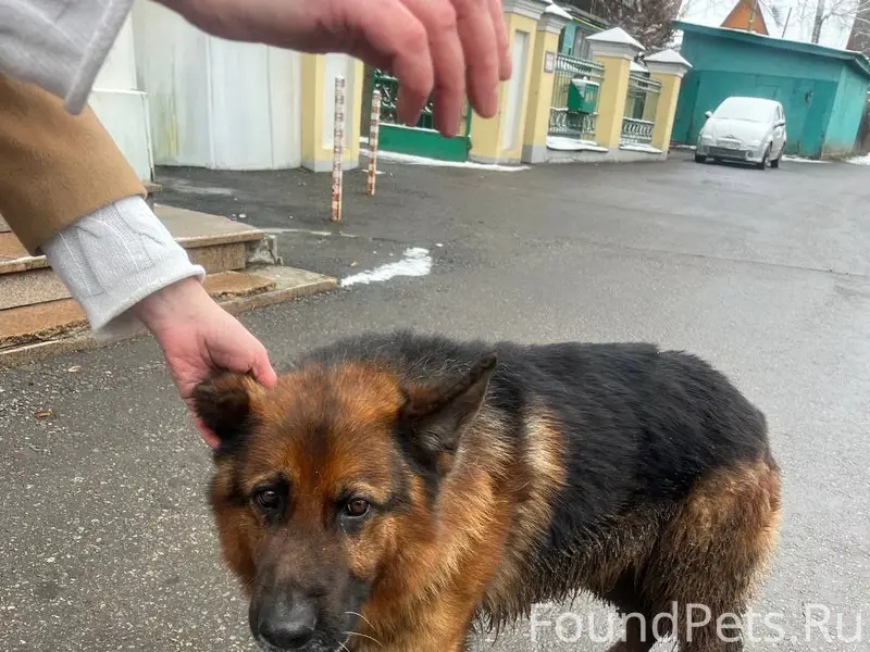 Найден пёс овчарка, Долгопрудный