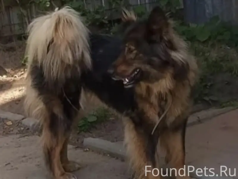 Пропала собака, деревня Ирдоматка