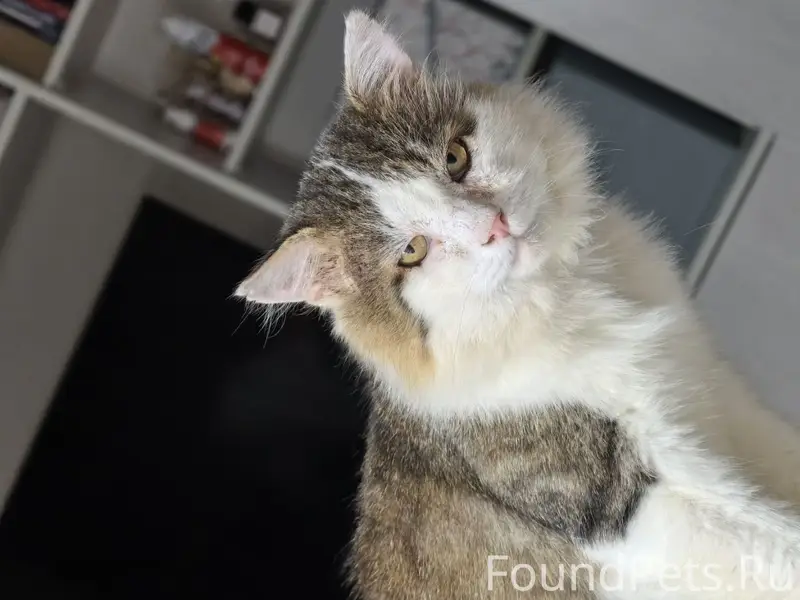 Пропал кот Максим, г. Севастополь