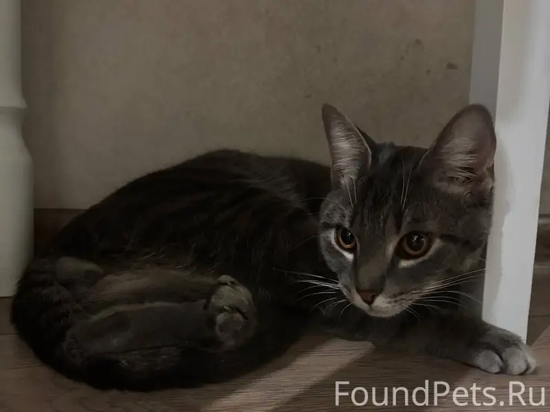 Найден кот, Санкт-Петербург, Приморский район