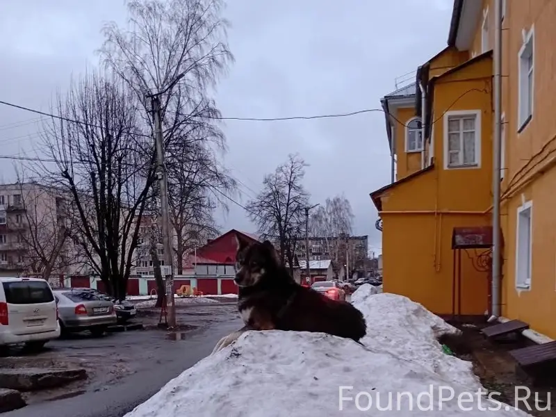 Пропала собака, улица Советская 9
